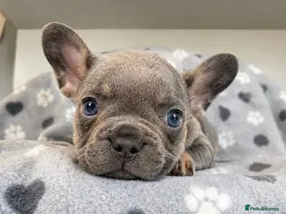 French Bulldog dogs Luxury French Bulldog Puppies for Sale - Advert 6