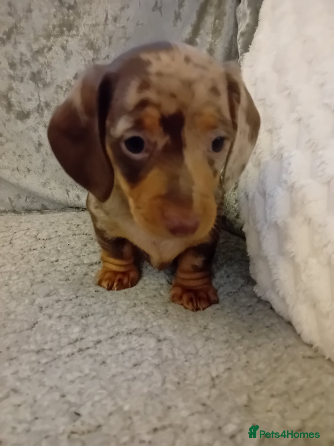 Dachshund dogs for sale: 3 beautiful dachshund puppies  - Advert 5