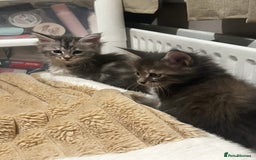 Maine Coon cats for sale: Beautiful Maine coon kittens  - Advert 13