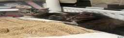 Maine Coon cats for sale: Maine coon kittens  - Advert 9