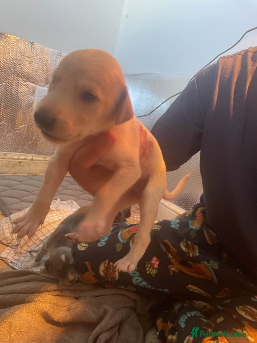Greyhound dogs for sale: Greyhound Puppies - Image 8