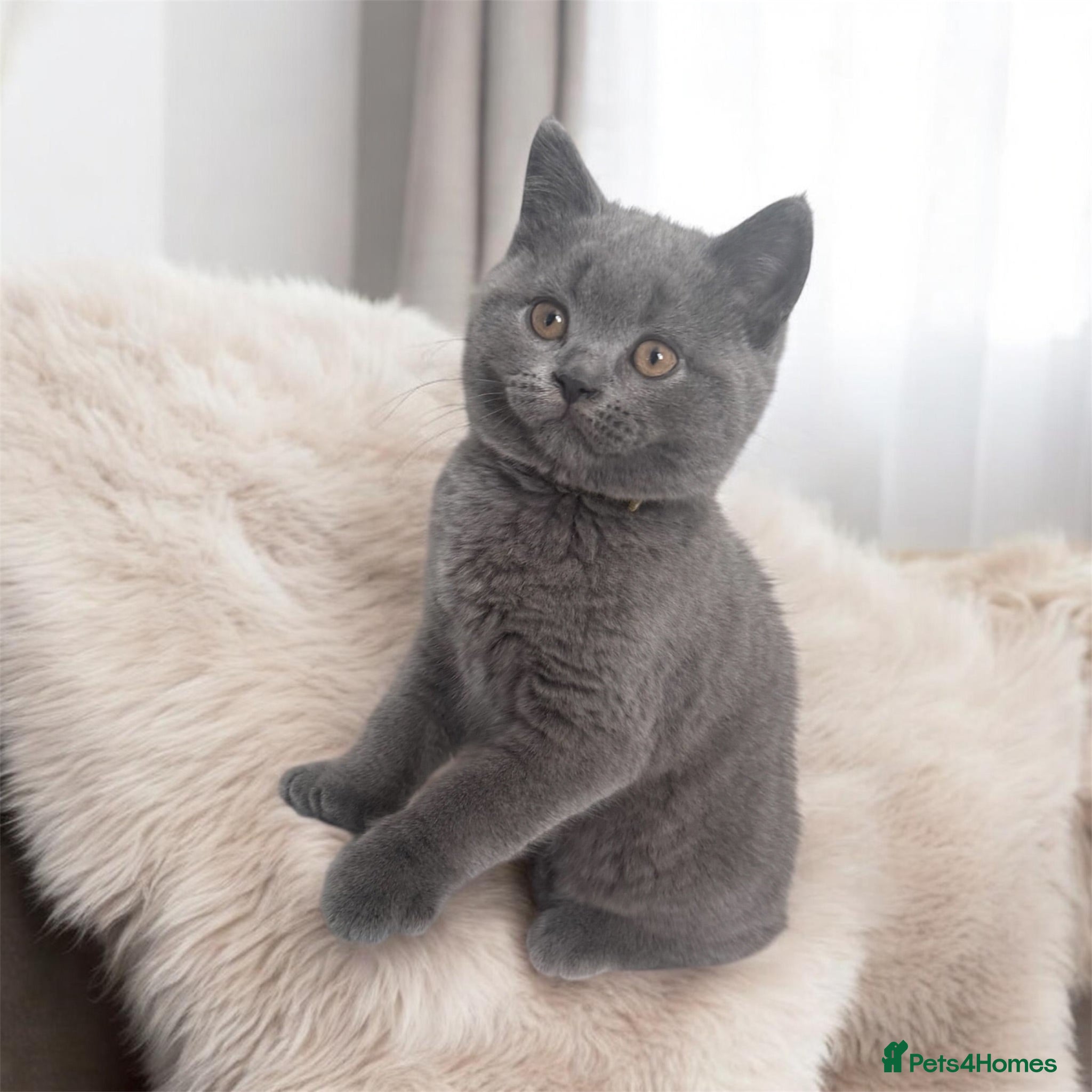 British Shorthair cats 🩵GCCF PEDIGREE chunky🩵Britishshorthair kitten - Advert 2