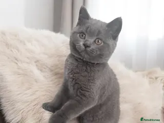 British Shorthair cats 🩵GCCF PEDIGREE chunky🩵Britishshorthair kitten - Advert 2