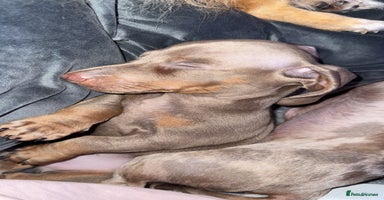 Miniature Dachshund dogs - Advert 6