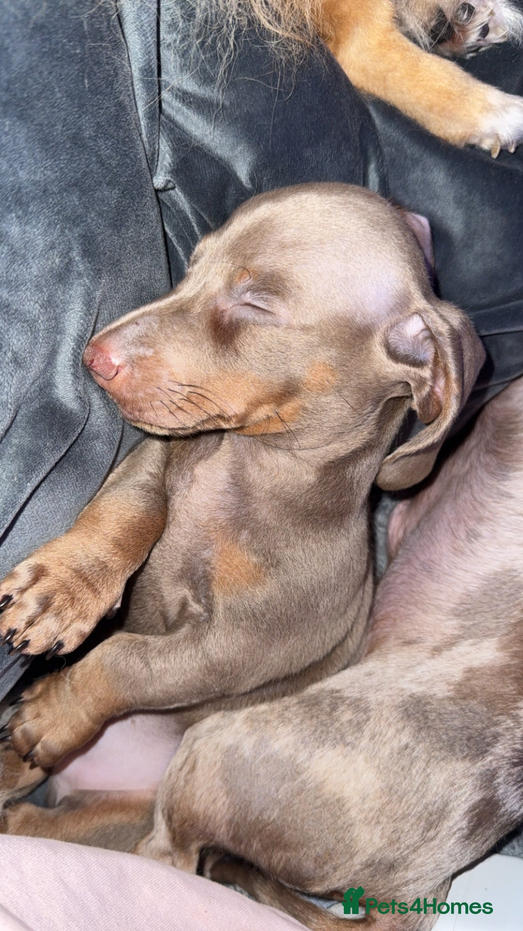 Miniature Dachshund dogs for sale: Male miniature dachshund  - Image 3