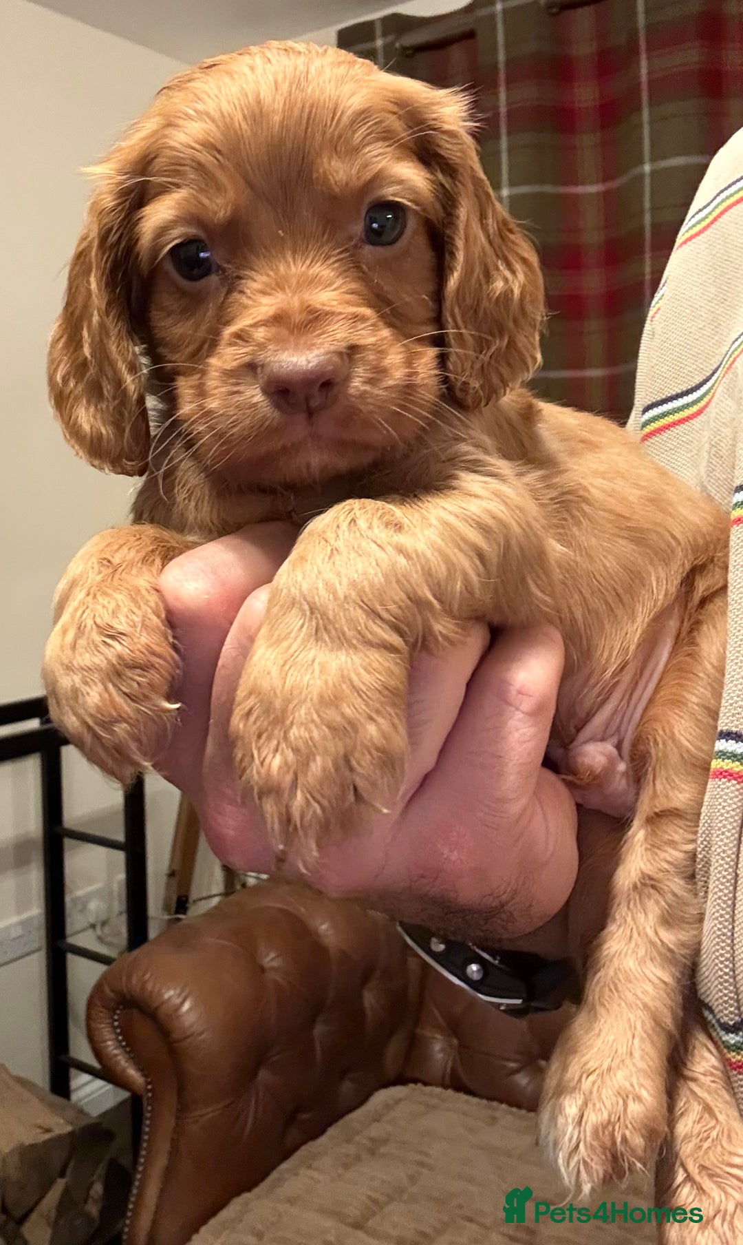Cocker Spaniel dogs for sale: Stunning KC Reg Cocker Spaniels (working type) - Image 6