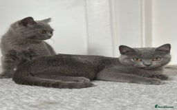 Scottish Fold cats for sale: Two straight gorgeous Boys 🐾 - Image 4