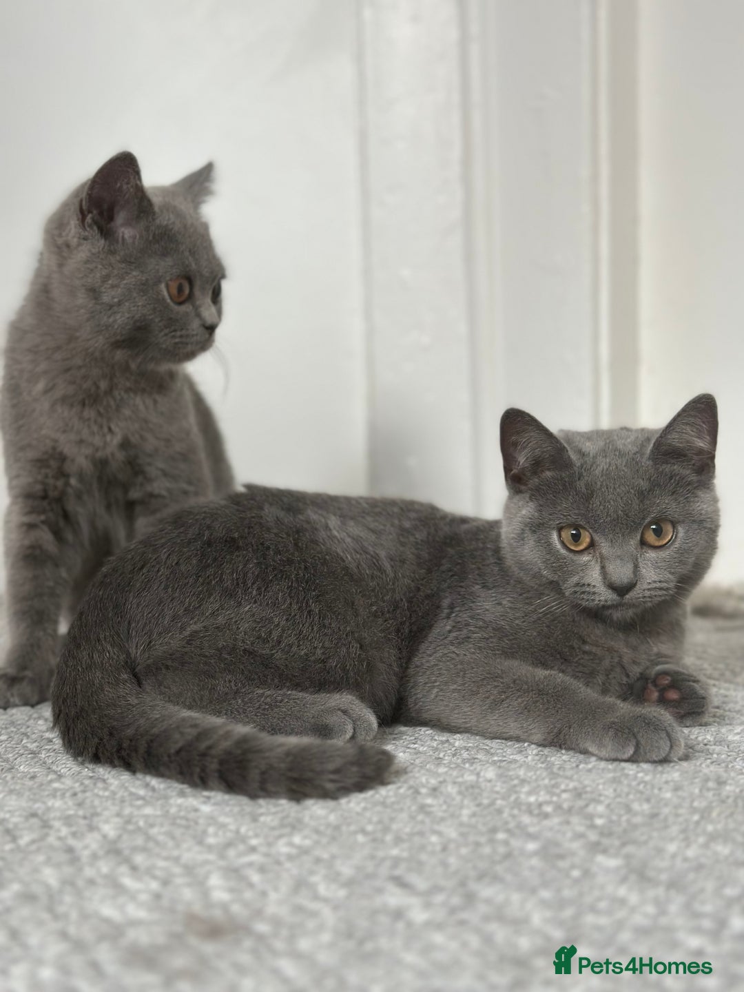 Scottish Fold cats for sale: Two straight gorgeous Boys 🐾 - Image 4
