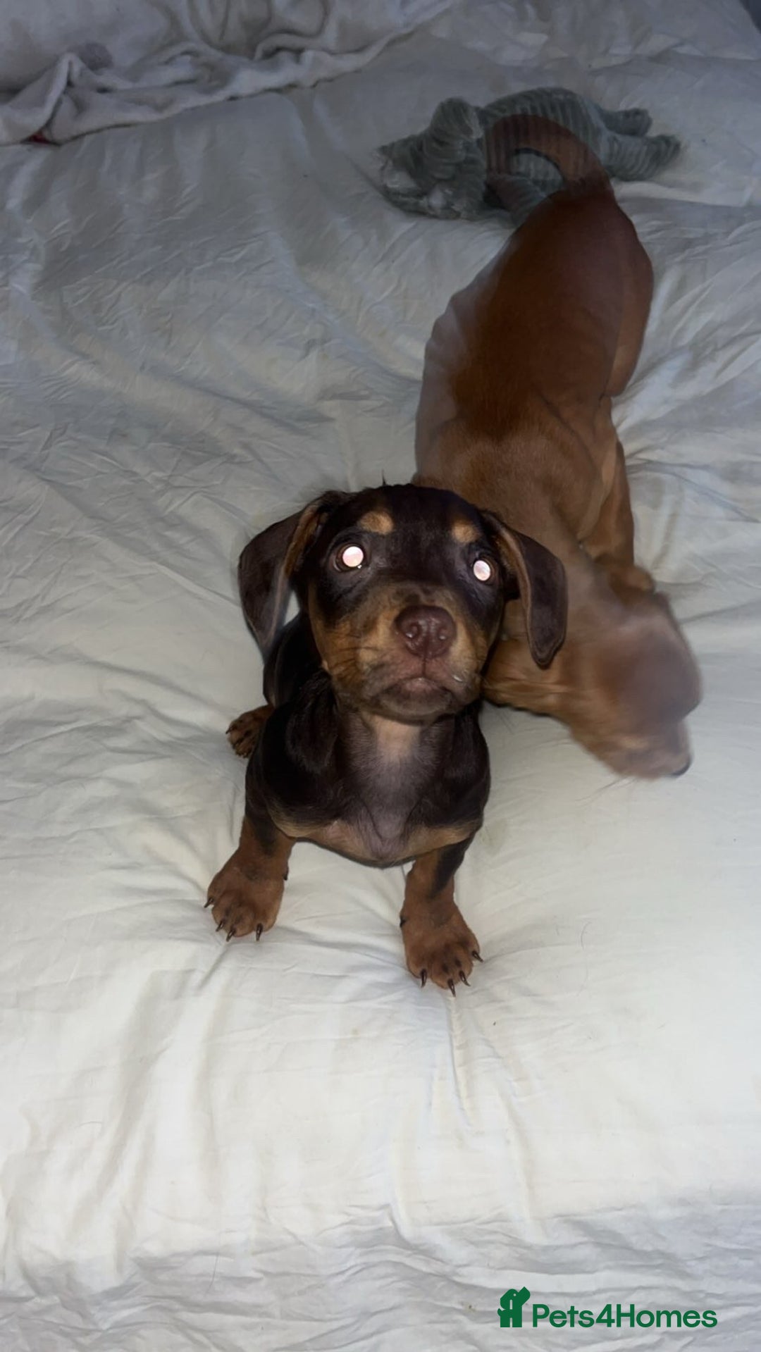 Mixed Breed dogs for sale: Miss Claire griiffin - Advert 4