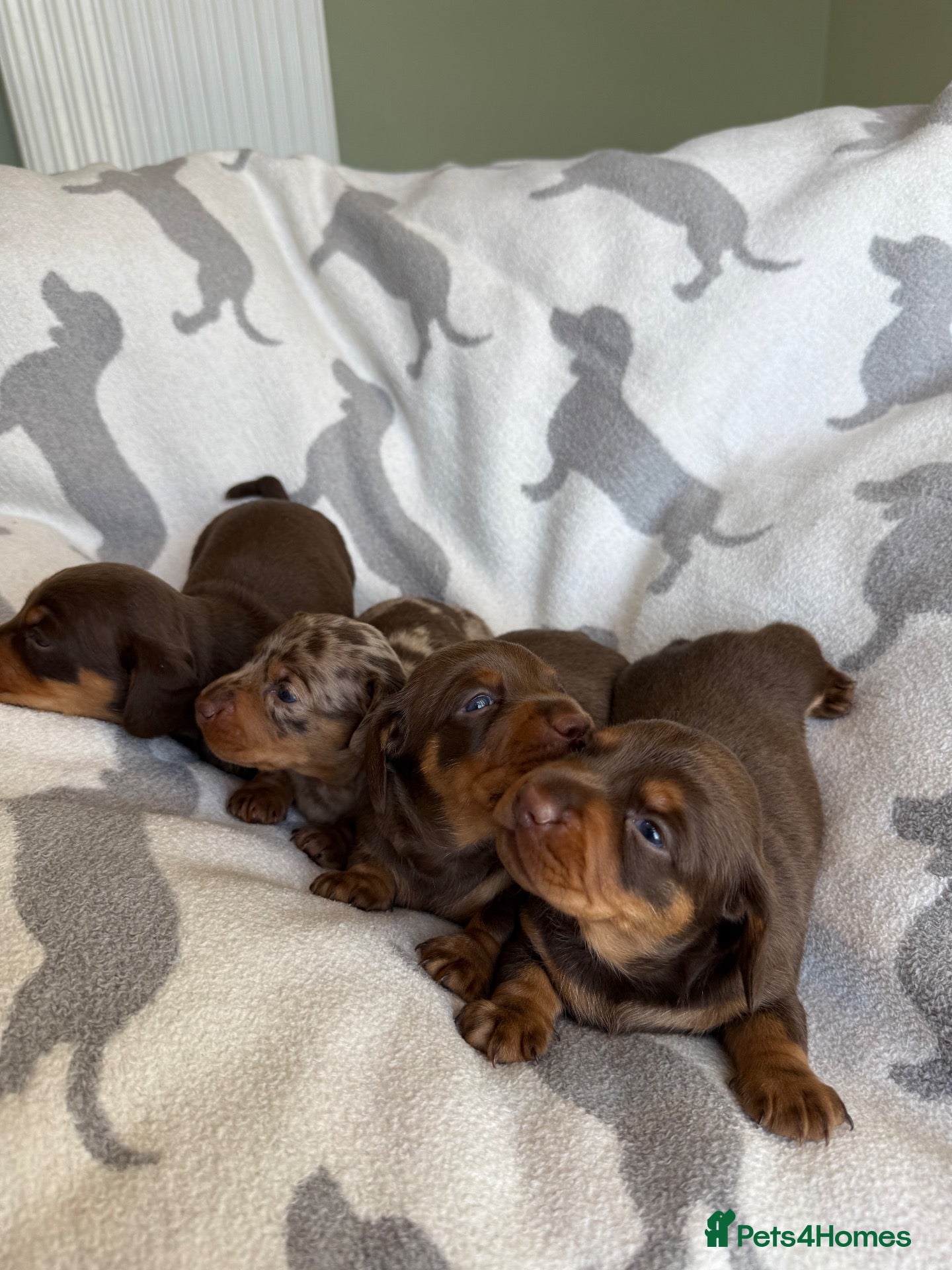 Miniature Dachshund dogs PERFECT LITTER OF MINIATURE DACHSHUNDS - Advert 2