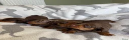 Miniature Dachshund dogs for sale: PERFECT LITTER OF MINIATURE DACHSHUNDS - Advert 2