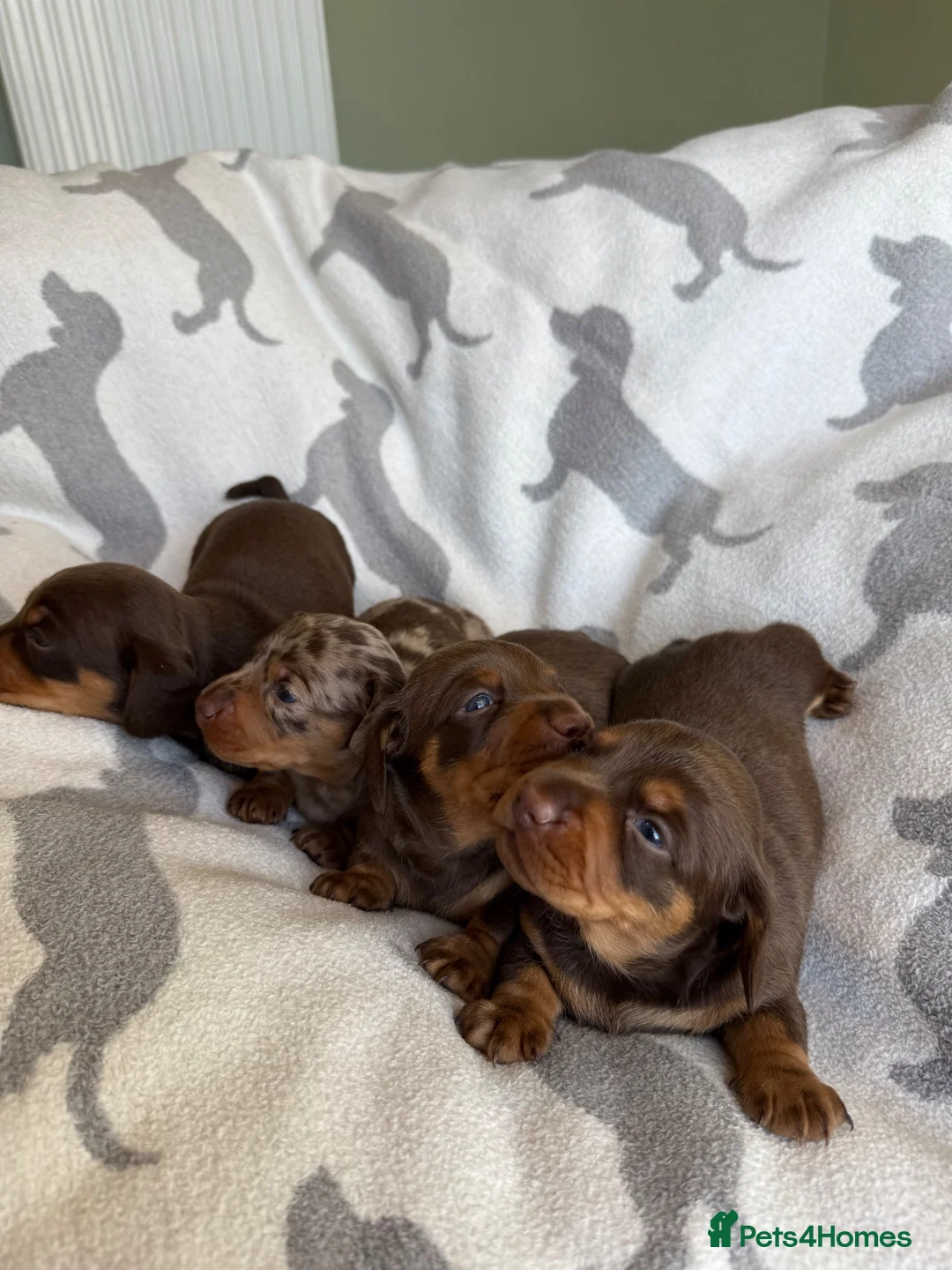 Miniature Dachshund dogs for sale: PERFECT LITTER OF MINIATURE DACHSHUNDS - Advert 2