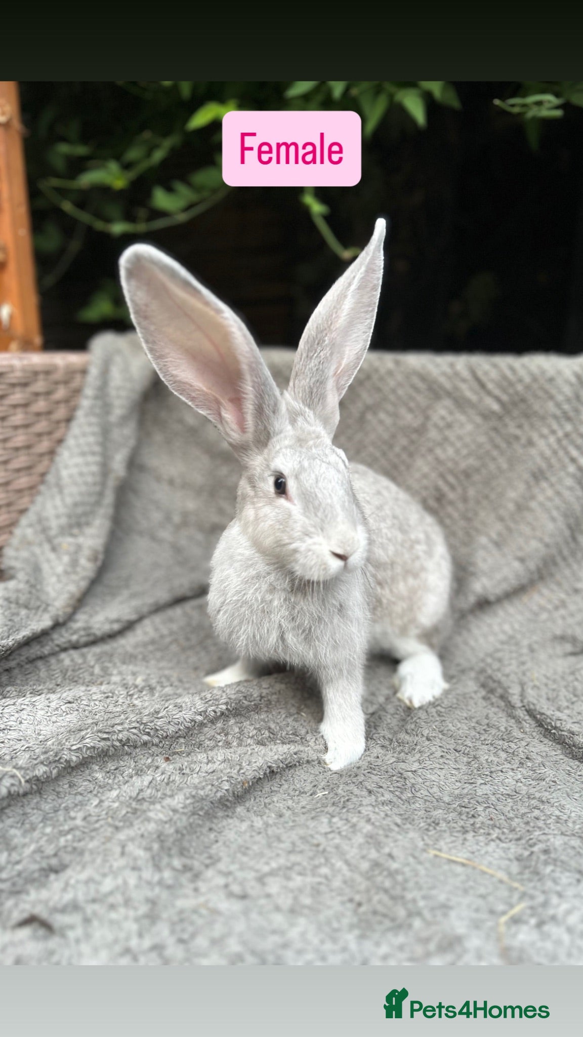 Continental Giant rabbits Continental Giant Baby Rabbits - Advert 6
