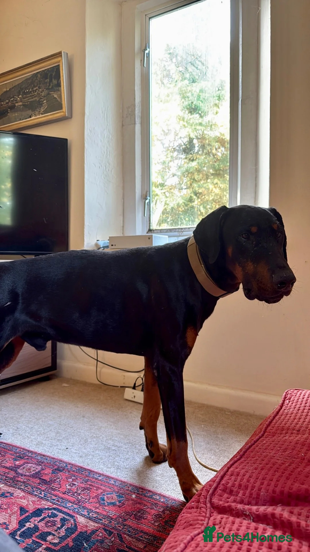 Dobermann dogs for stud: 🖤DIESEL THE STUD — DARK TAN, BIG & HANDSOME🐾 - Advert 2