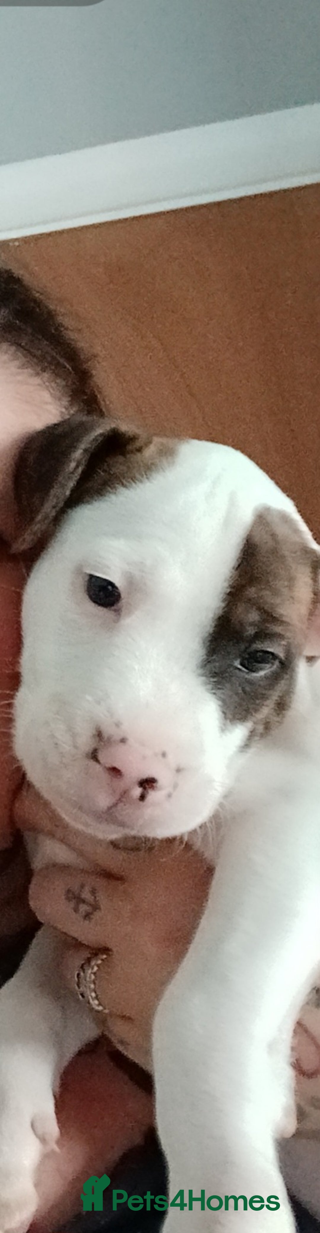 Mixed Breed dogs for sale: 3 loving puppys for sale - Image 4