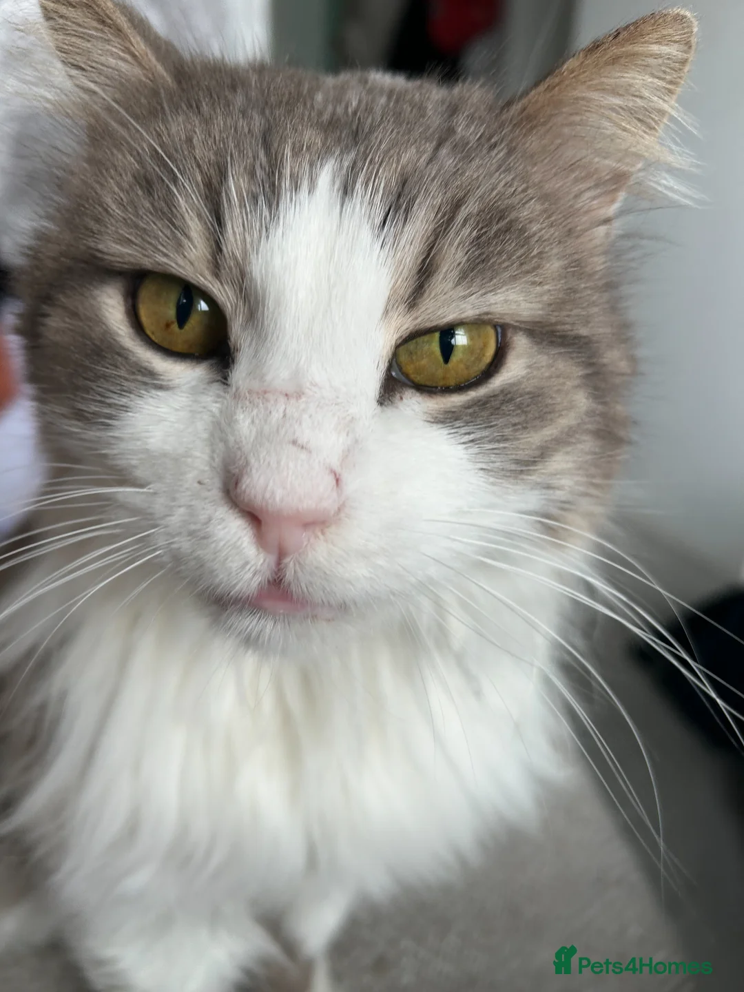 Mixed Breed cats for sale: Ex-stray rescue 5 year old (estimate) cat - Advert 1