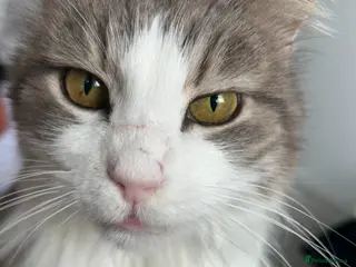 Mixed Breed cats Ex-stray rescue 5 year old (estimate) cat - Advert 2