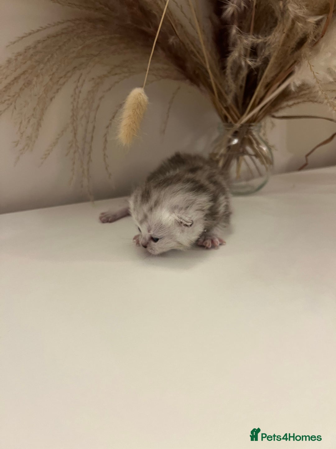 British Shorthair cats for sale:  Beautiful British Shorthair Kittens Available 🐾 - Advert 11