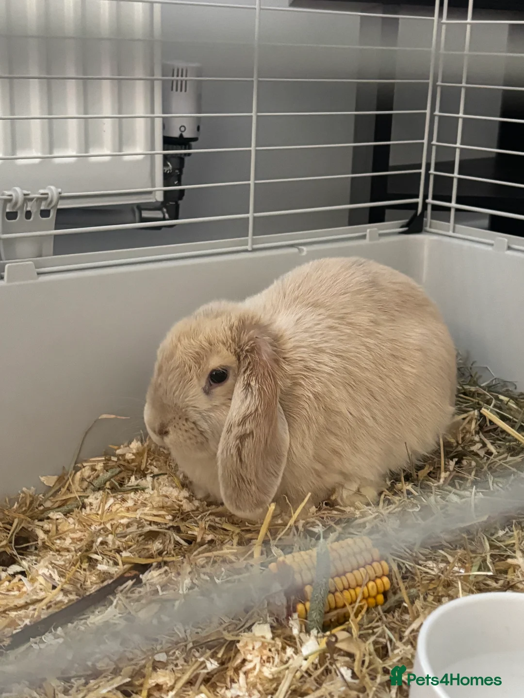 English Lop rabbits for sale: English lop female rabbit - Advert 2