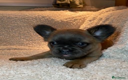 French Bulldog dogs for sale: Beautiful Fluffy Frenchie Pups - Advert 15