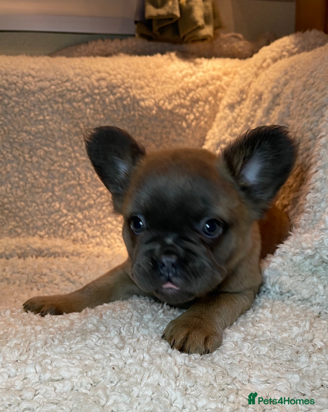 French Bulldog dogs for sale: Beautiful Fluffy Frenchie Pups - Advert 15