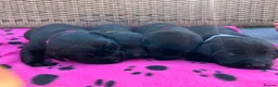 Labrador Retriever dogs for sale: Exquisite KC FTCH Labrador Puppies - Advert 13