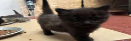 Mixed Breed cats for sale: Fluffy Kittens for sale  - Advert 6