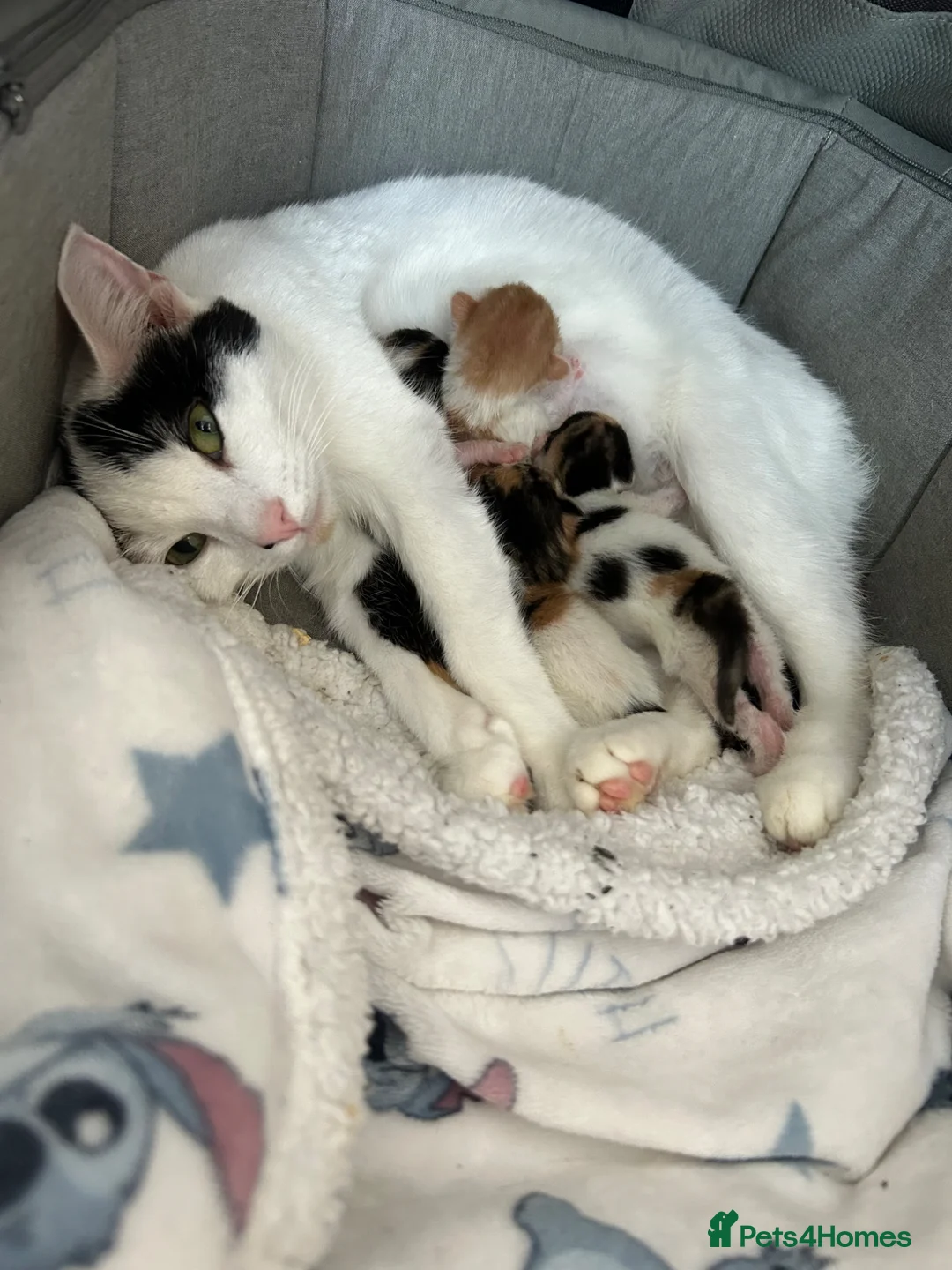 American Shorthair cats for sale: Short hair calico - Advert 1