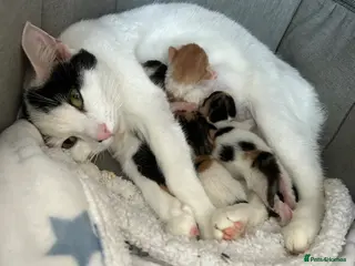 American Shorthair cats Short hair calico - Advert 1