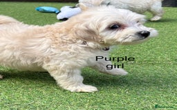 Cockapoo dogs for sale: F1B cockapoo (ready to go)  - Image 12