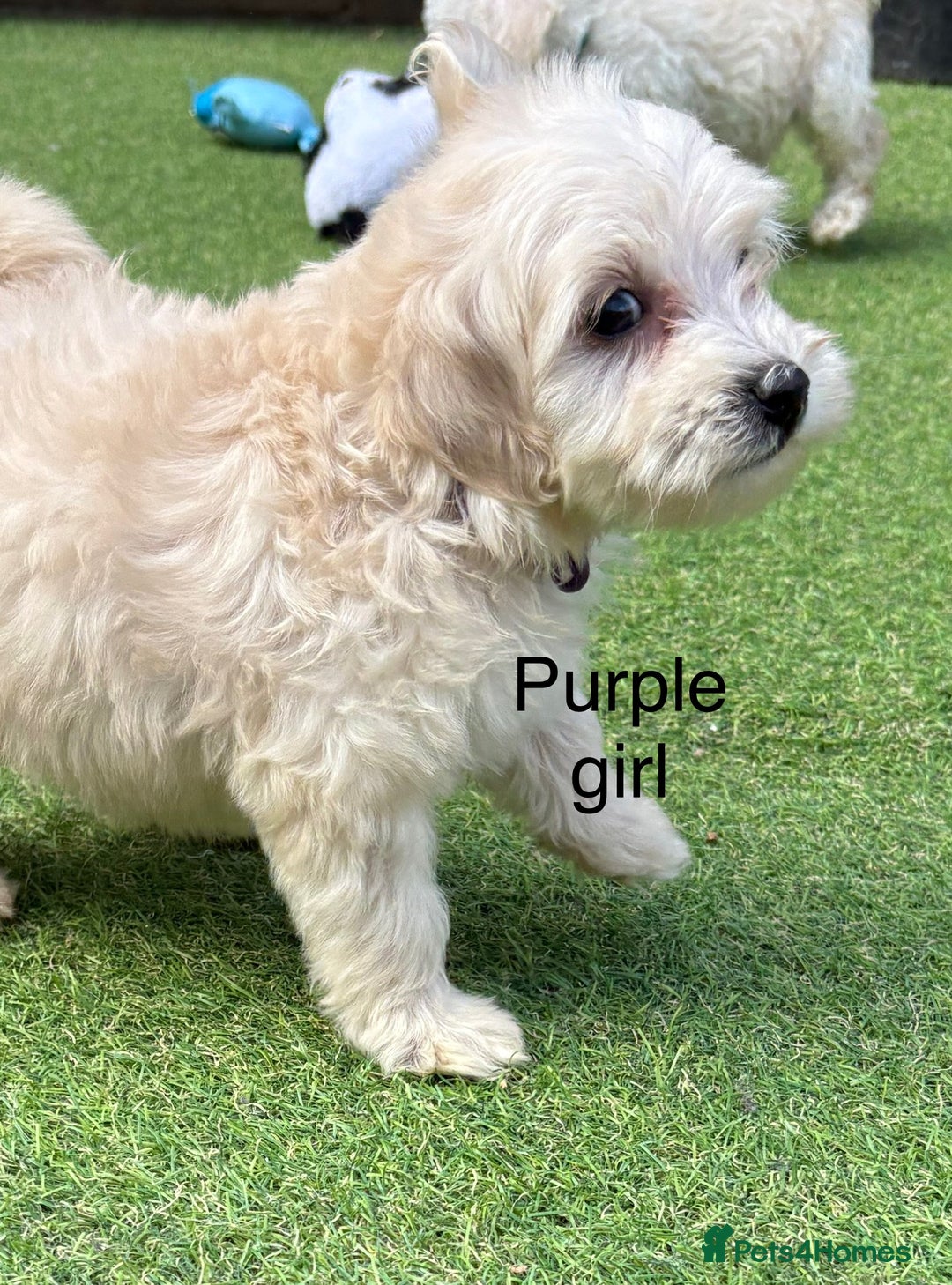 Cockapoo dogs for sale: F1B cockapoo (ready to go)  - Image 12