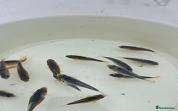 Koi Carp fish for sale: Asagi fry 2-3 inches  - Image 5