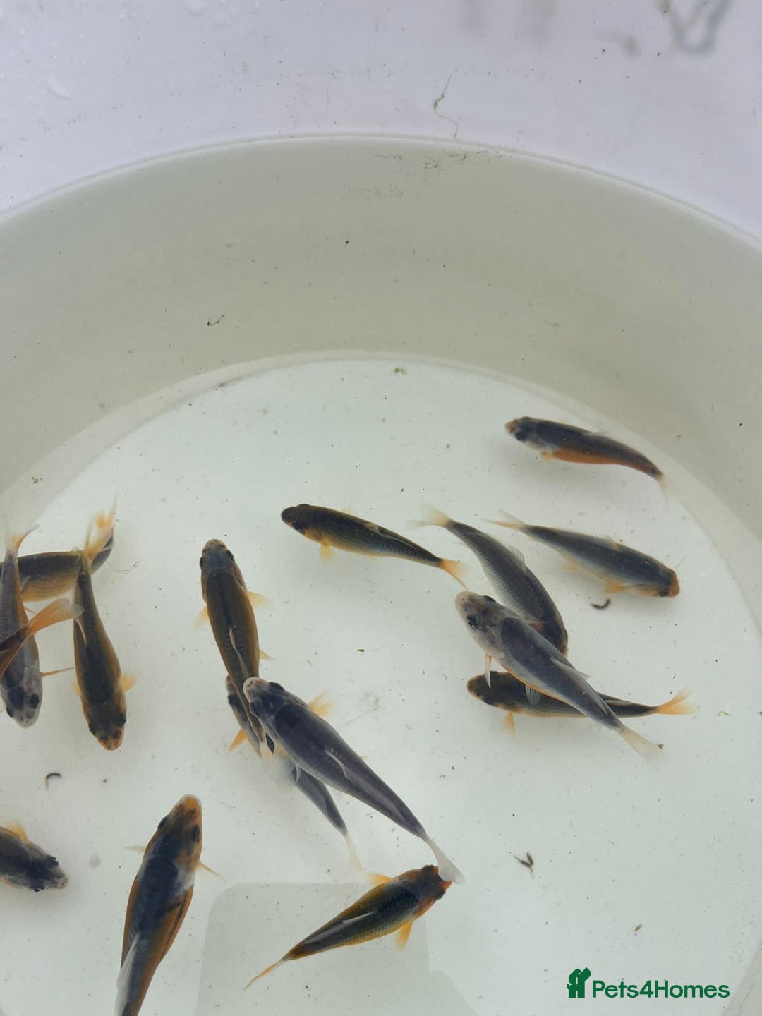 Koi Carp fish for sale: Asagi fry 2-3 inches  - Image 5