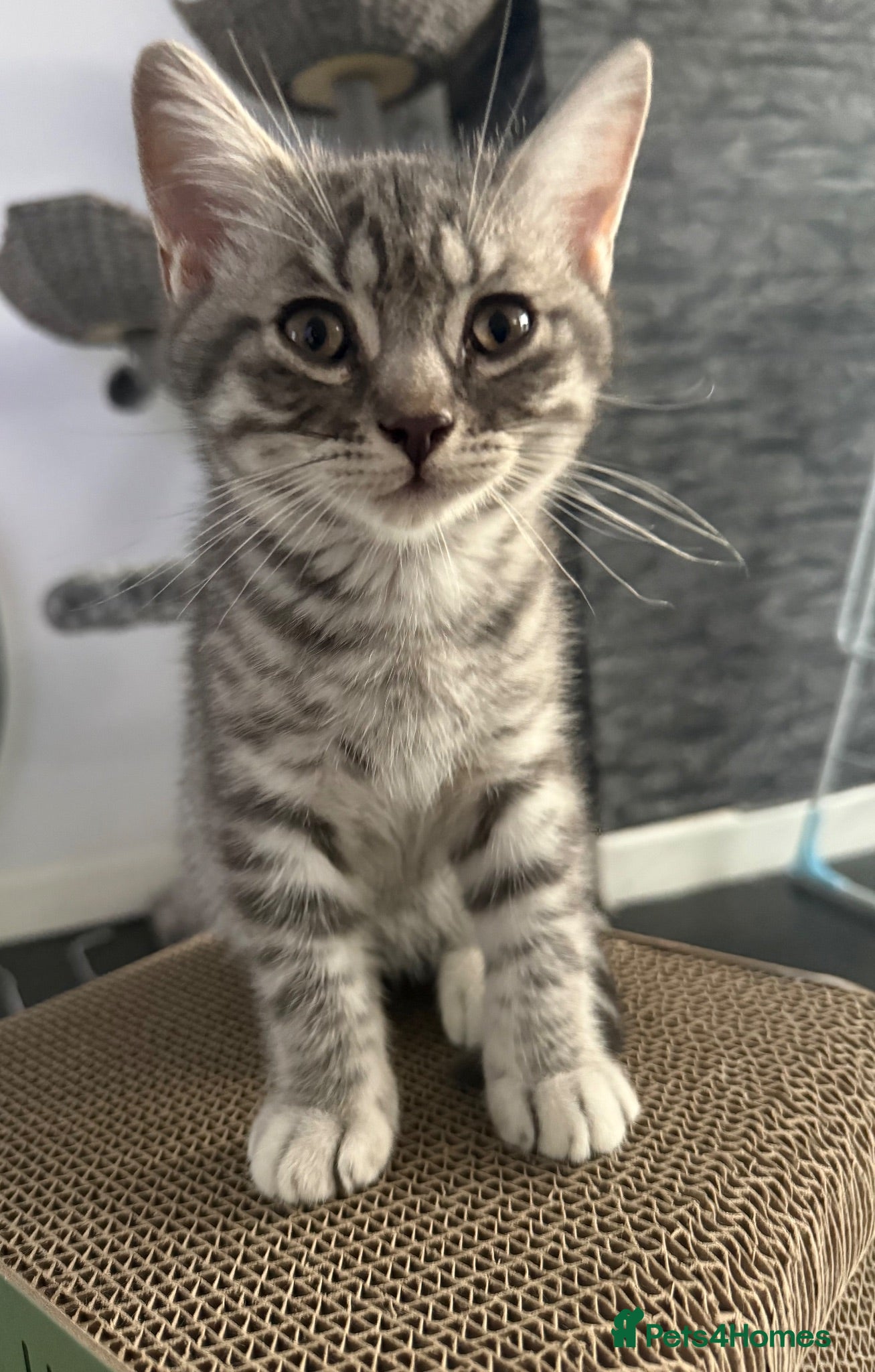 British Shorthair cats Beautiful Scottish Fold&Straight –Silver tabby’s  - Advert 3