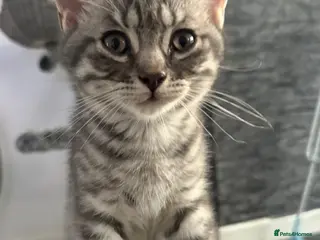 British Shorthair cats Beautiful Scottish Fold&Straight –Silver tabby’s - Advert 3