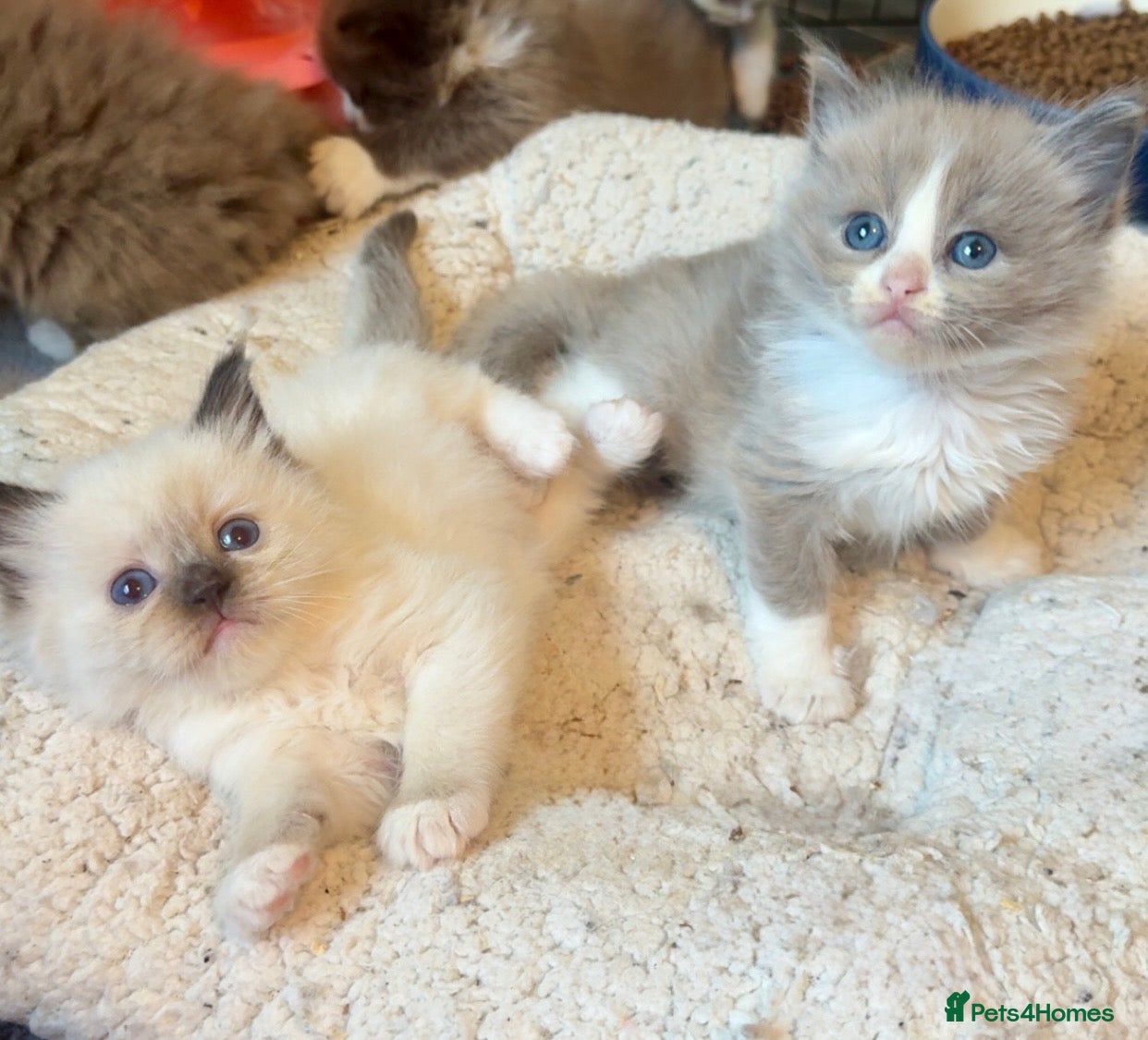 Ragdoll cats Full pedigree registered tica mink/sepia babies  - Advert 6