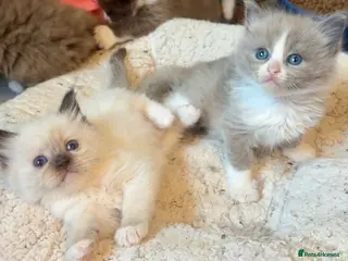 Ragdoll cats Full pedigree registered tica mink/sepia babies - Advert 6