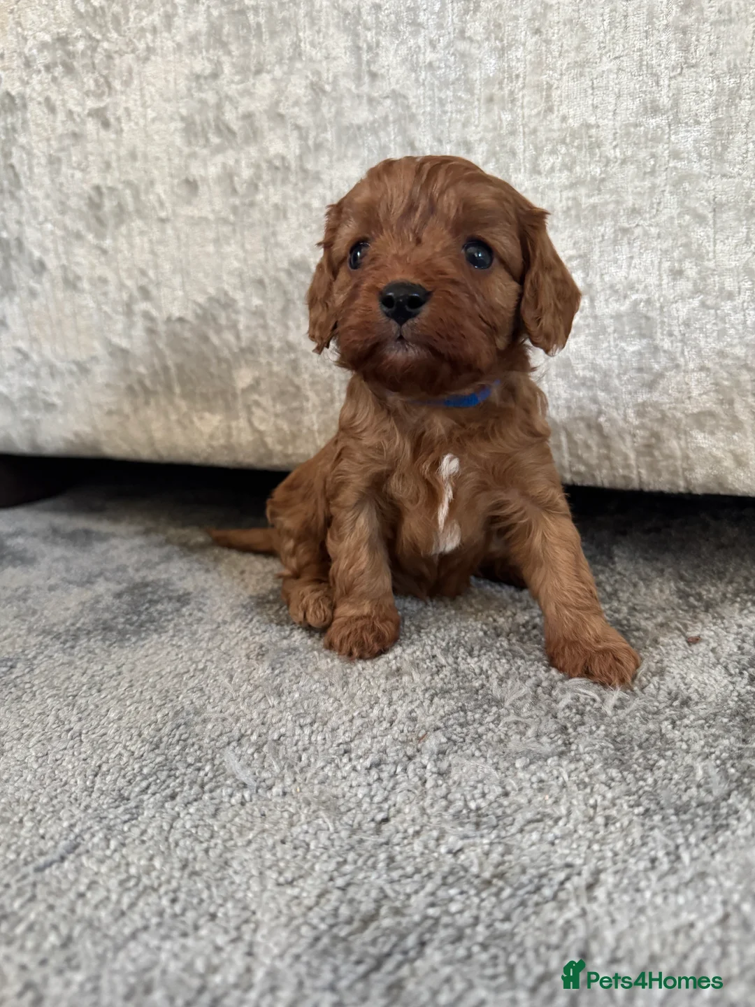 Cavapoo dogs for sale: Superb quality Cavapoo Puppies  - Advert 12