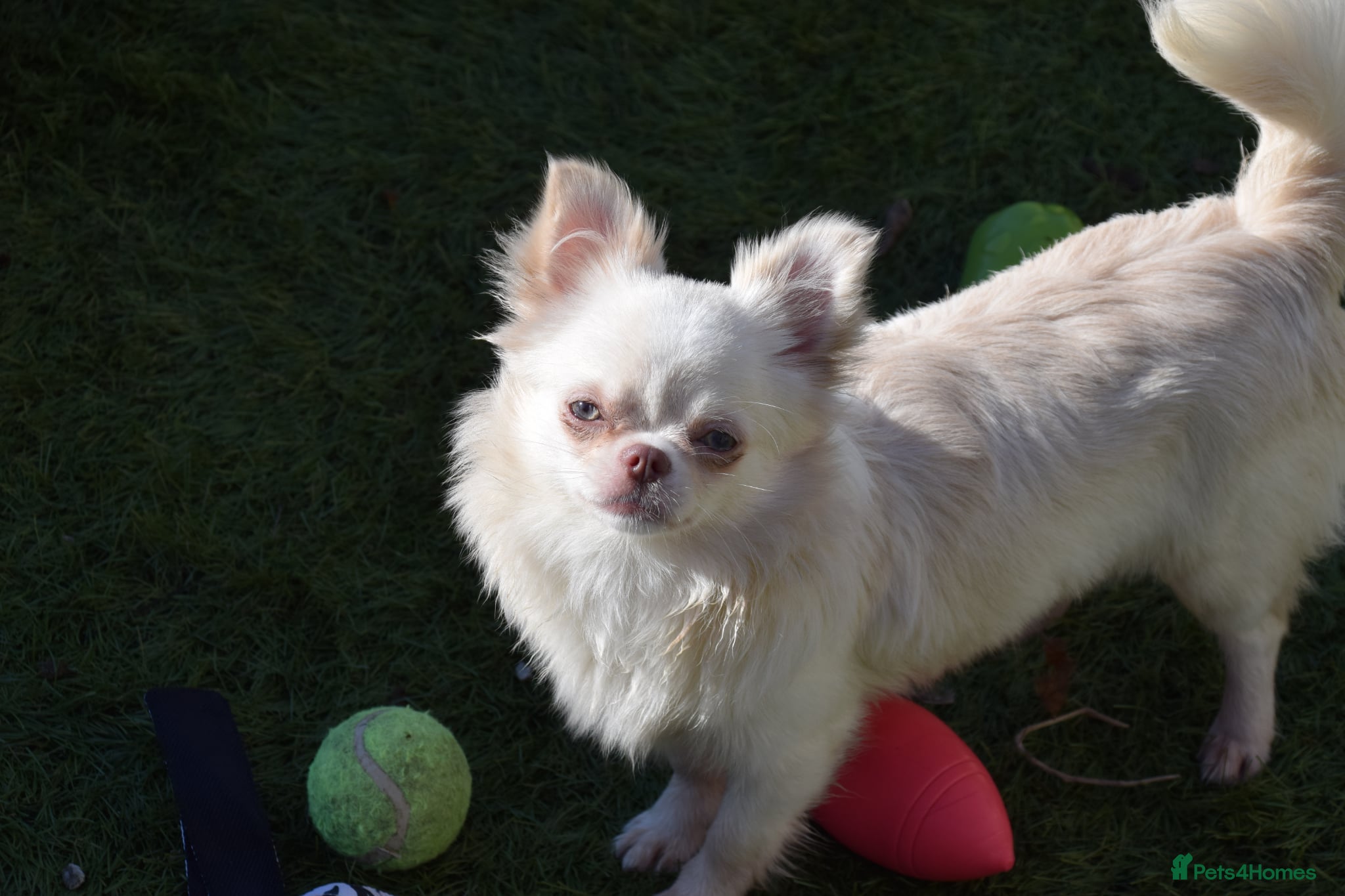 Chihuahua dogs for sale: Gorgeous Long Coat Chihuahua Girl in Dunfermline - Advert 2