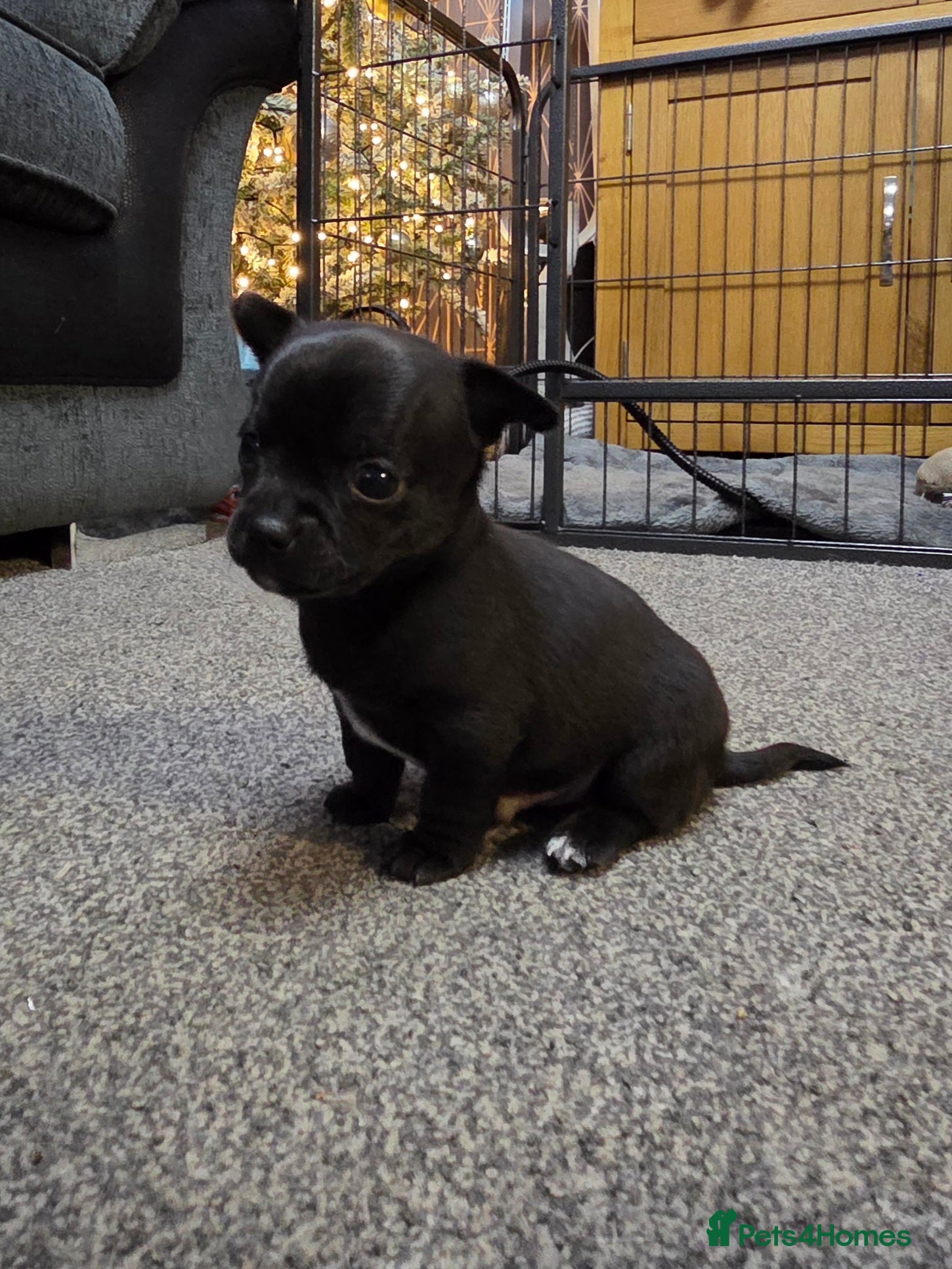 Chihuahua dogs Gorgeous pure breed chihuahua puppies  - Advert 8