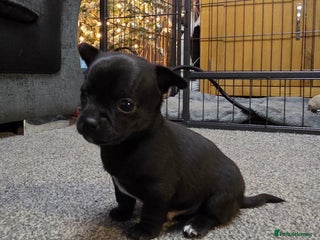 Chihuahua dogs Gorgeous pure breed chihuahua puppies - Advert 8