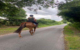Irish Thoroughbred horses for sale: sweet tb gelding  - Image 5
