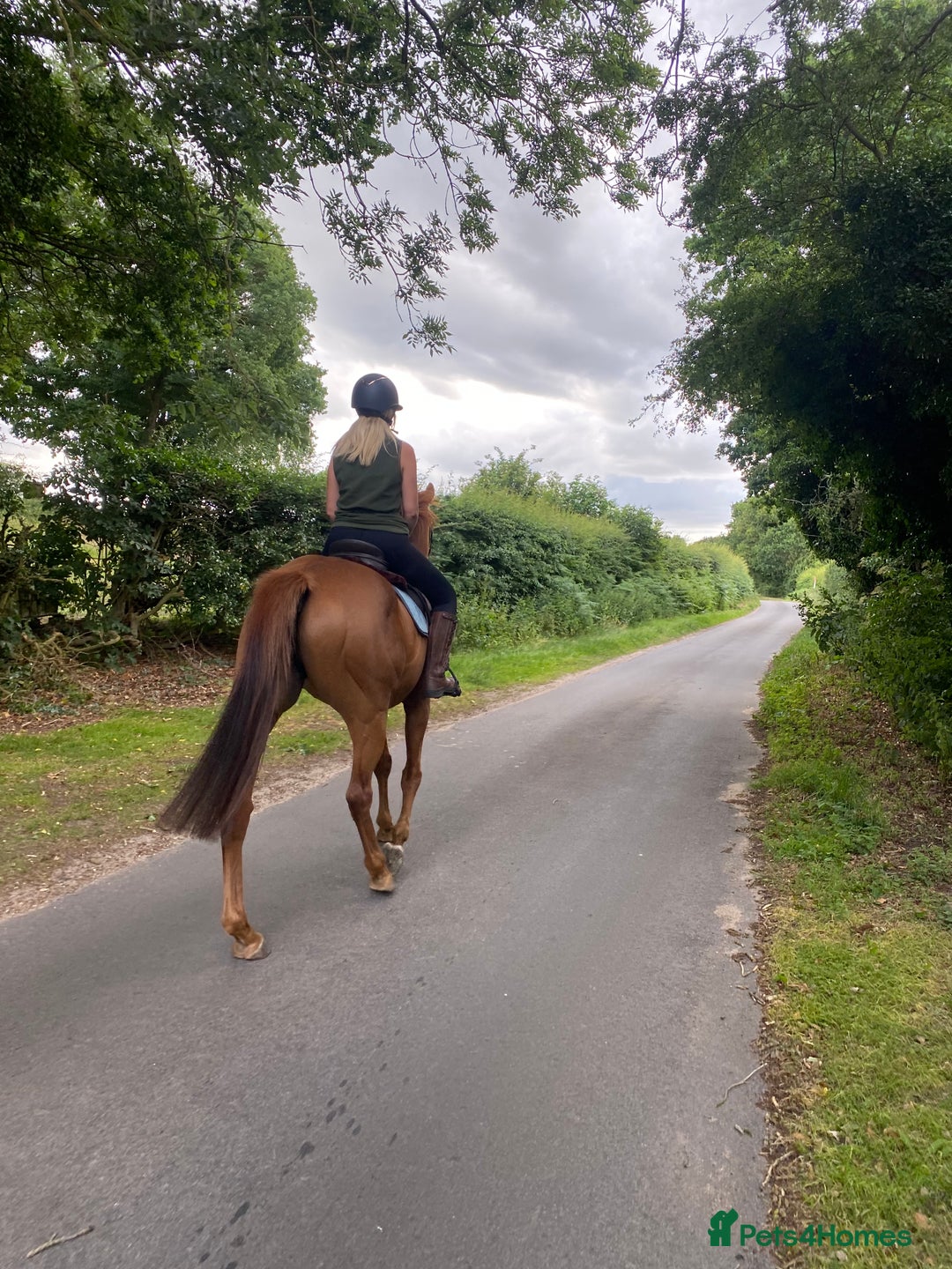Irish Thoroughbred horses for sale: sweet tb gelding  - Image 5