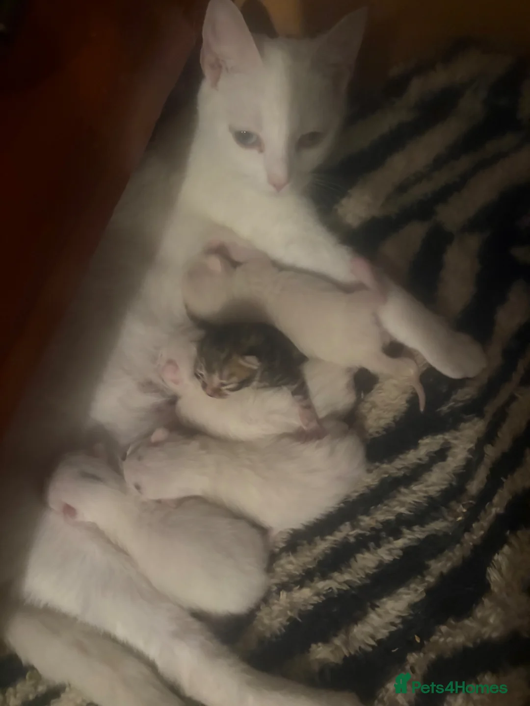 Mixed Breed cats for sale: 5 beautiful kittens in Corsham - Advert 1