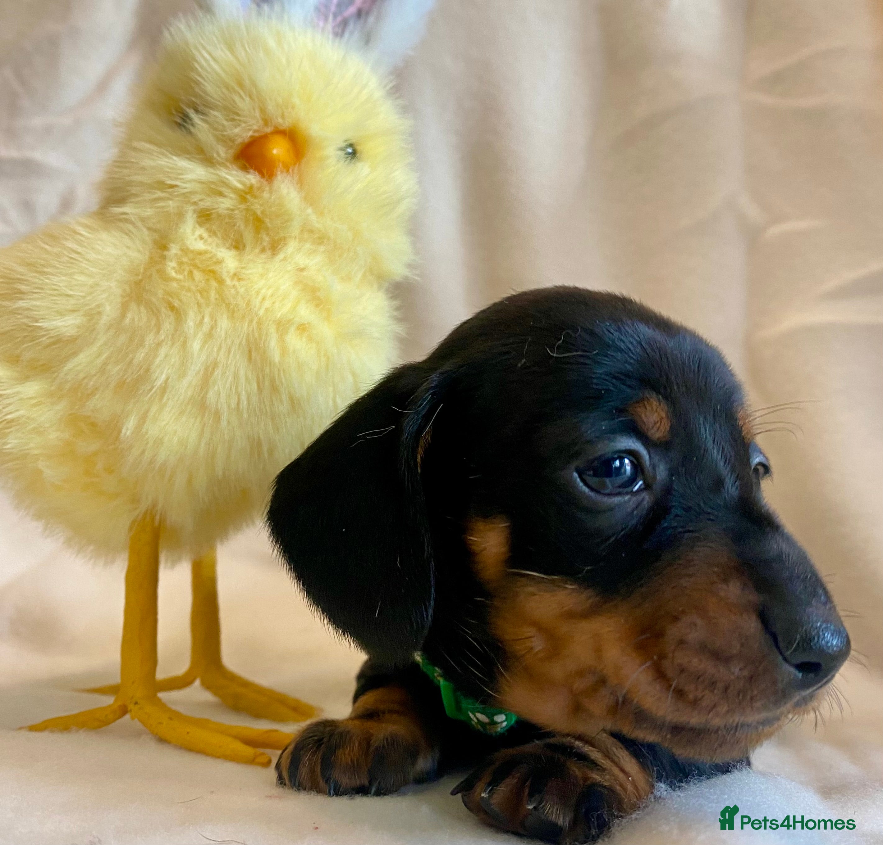 Miniature Dachshund dogs 🐶 READY IN FIVE DAYS 🐶 - Advert 12