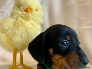 Miniature Dachshund dogs 🐶 READY IN FIVE DAYS 🐶 - Advert 12