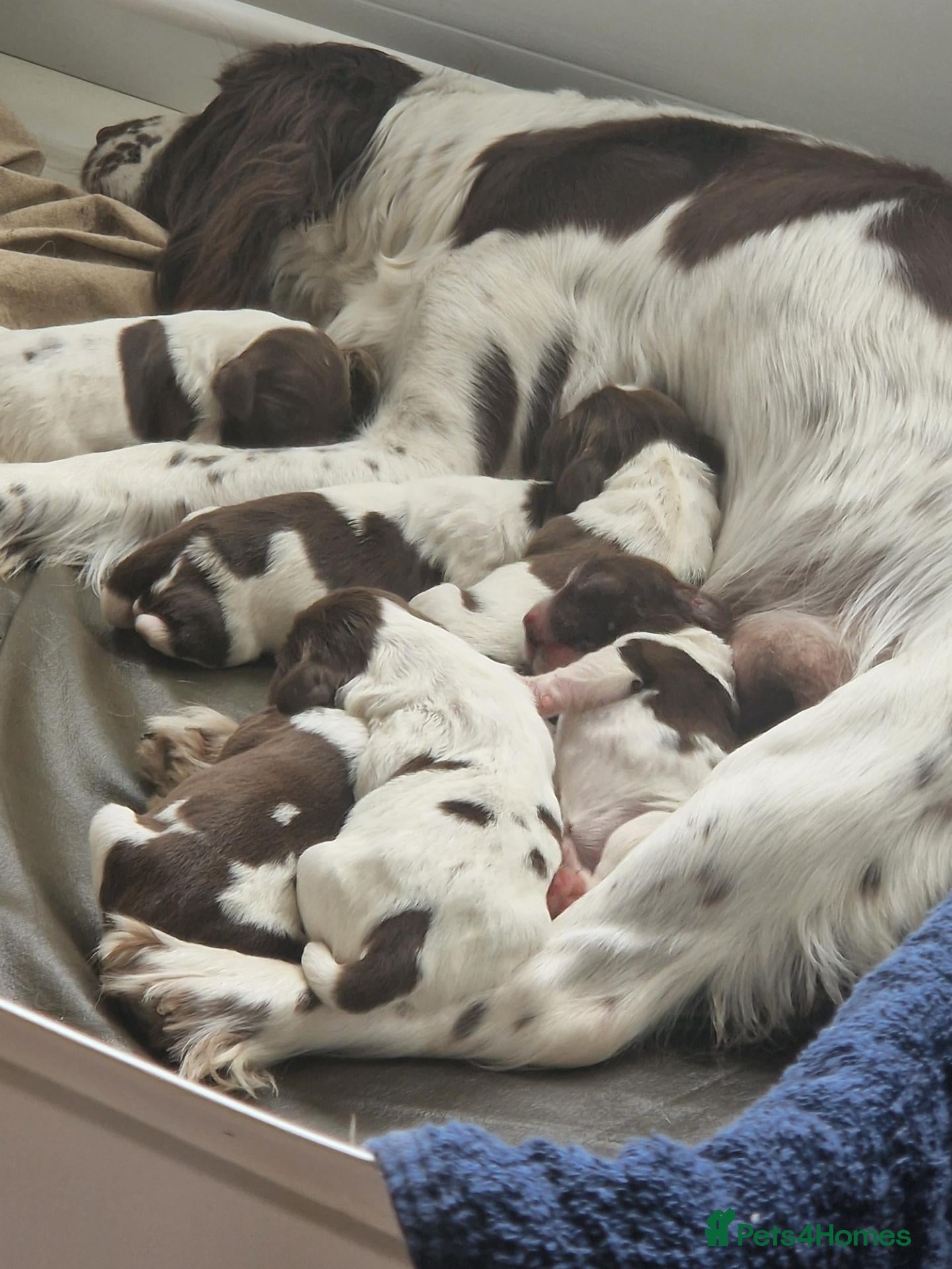 English Springer Spaniel dogs Outstanding littler of ESS! - Advert 1