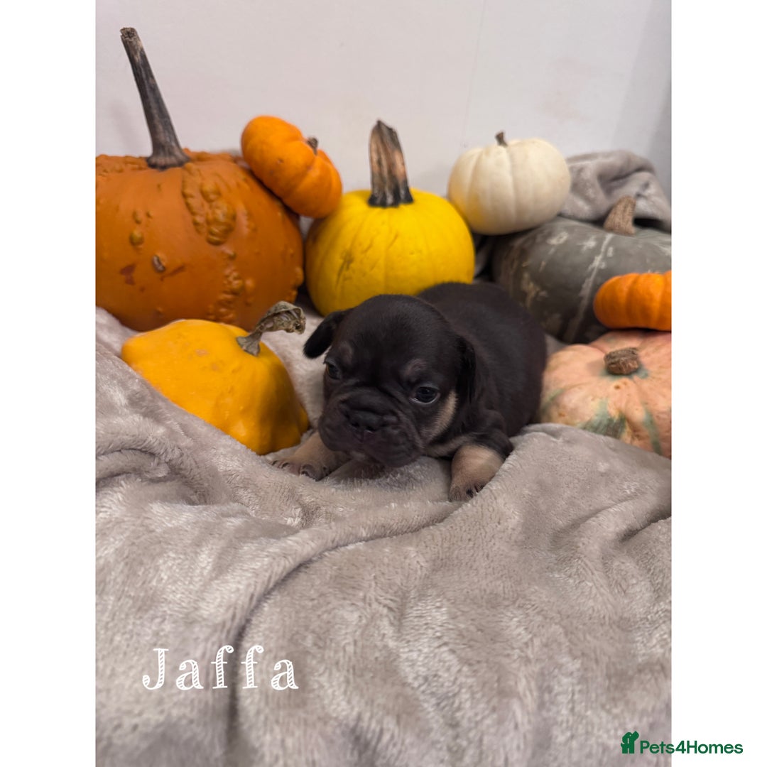 French Bulldog dogs for sale: Last 2 girls left! KC registered French Bulldogs - Advert 16