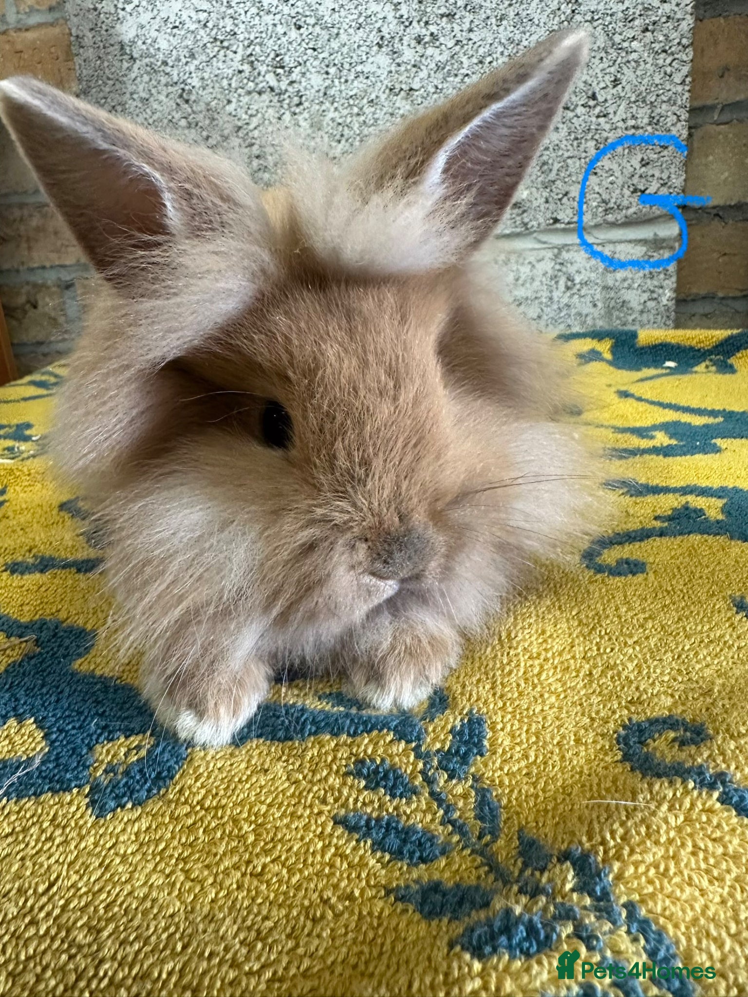 Lionhead rabbits Beautiful Lionhead Rabbits For Sale  - Advert 2
