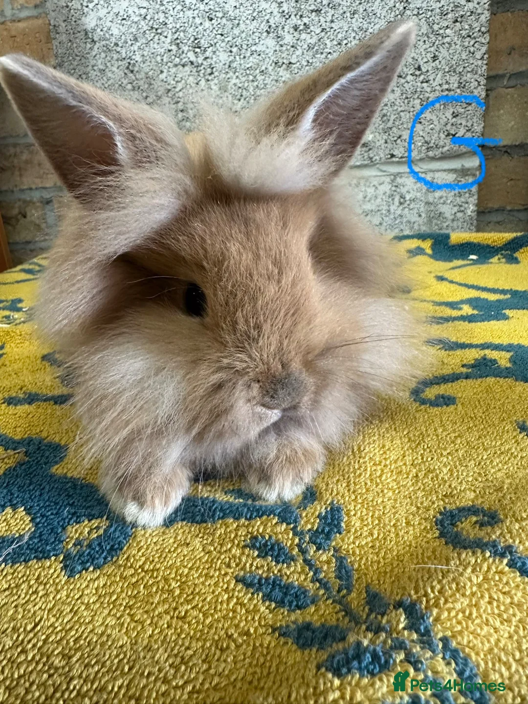 Lionhead rabbits for sale: Beautiful Lionhead Rabbits For Sale  - Advert 2